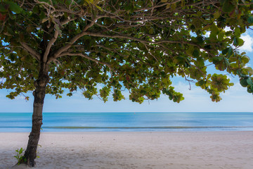 The white sandy beach and the blue sea and the horizon seen over a single tree