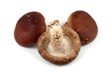 Shiitake mushrooms isolated on white background