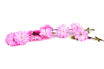 Fototapeta na wymiar Cherry flowers isolated on white background. Sakura