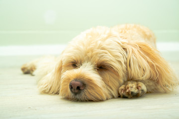 犬の種類　キャバプー