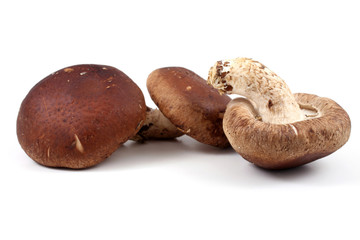 Shiitake mushrooms isolated on white background