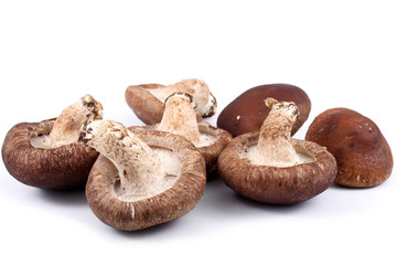 Shiitake mushrooms isolated on white background