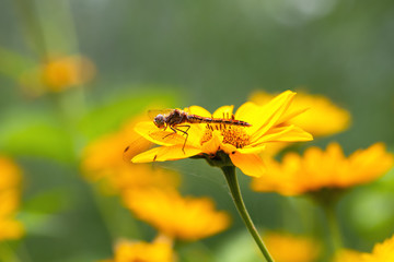 .Dragonfly. Macro. A large dragonfly sits on a yellow flower. Summer and spring backgrounds