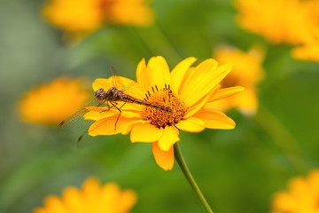 Dragonfly. Macro. A large dragonfly sits on a yellow flower. Summer and spring backgrounds