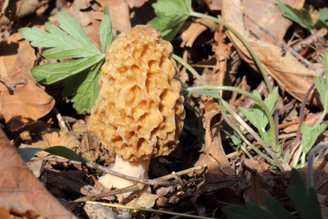 Growing morel