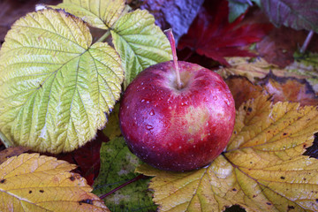 Apples on autumn leaves