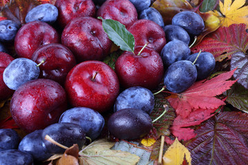 Fototapeta premium Plums on autumn leaves
