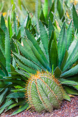 Cacti in the Botanical Gardens of El Huerto del Cura in Elche near Alicante. Alicante province. Spain