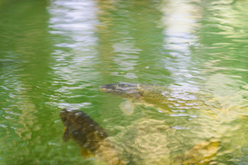 Reflection in the pond. Botanical Gardens of El Huerto del Cura in Elche near Alicante. Alicante province. Spain