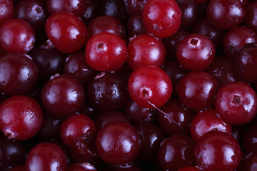 Cranberry background