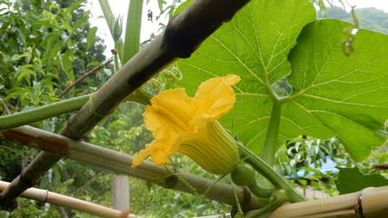 野菜の花