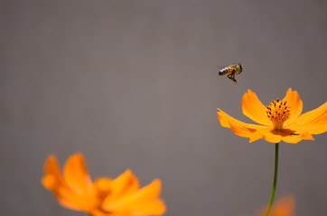 abeja polinizando