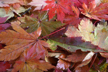 Autumn leaves background