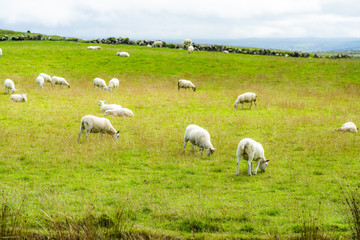 Fototapeta premium England