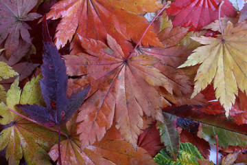 Autumn leaves background