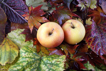 Apples on autumn leaves