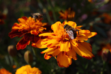 Marigolds