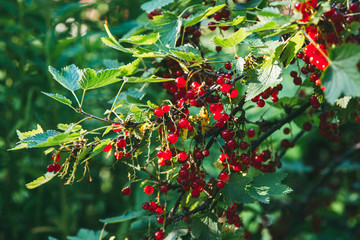 Ribes rubrum bright red berries of ripe red currant on the branches in orchard, lit by the summer sun