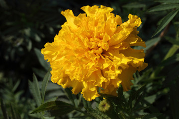 Marigold