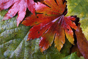 Autumn leaves background