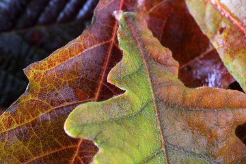 Autumn oak maple leaves
