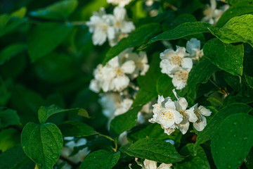 bright white jasmine flowers covered with morning dew on a background of green leaves. Selective focus macro shot with shallow DOF