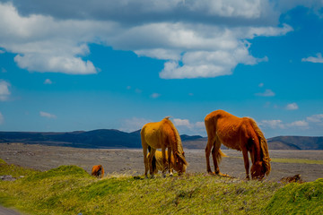 Fototapeta na wymiar Wild Horses in the Cotopaxi National Park, in Ecuador