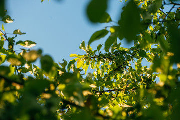 brightly lit green apples on branches with leaves against a blue sky