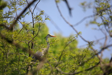 왜가리가 보이는 아름다운 풍경