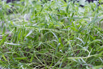 Young sprouts of dill. Microgreens vegan and healthy eating.