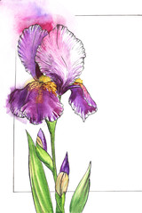 Watercolor part of floral frame for text with tender iris on left side. White background with thin black frame. Elegant flower of purple shades with yellow center and delicate lilac shadow around