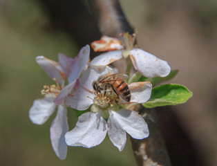 bee on a beautiful spring apple flower  