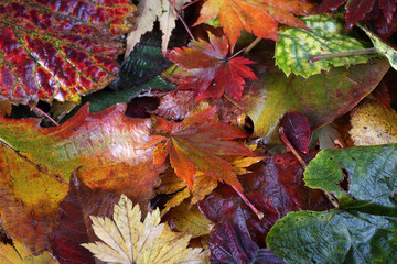 Autumn leaves background