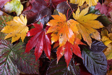 Autumn leaves background