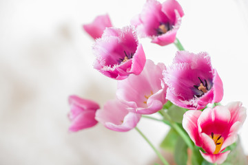 Naklejka na ściany i meble pink tulip flower