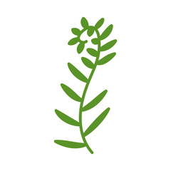 Verdant seperalinda seaweed isolated on white background. Logo for spa salon, massage, oceanarium. Beautiful green plant with leaves. Vector silhouette of a marine plant in flat style