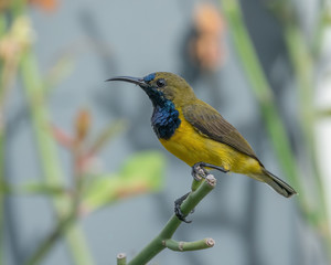 Olive-backed Sunbird (Cinnyris jugularis) perching on tree branch