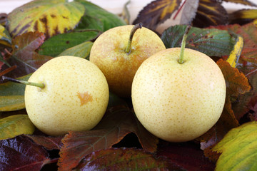 Naklejka na ściany i meble Pears on autumn leaves