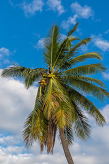 Fototapeta na wymiar Coconut palm Tree (Cocos nucifera), with coconuts, against a blue sky with fluffy clouds.