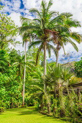 Palm trees growing amongst other greenery in the Fijian countryside.
