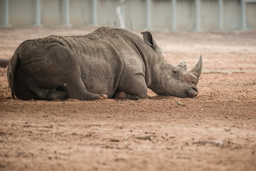 white rhino in zoo © asaf