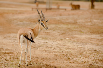 impala antelope in kruger national park