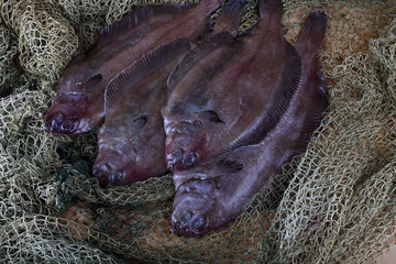 Flathead flounders on net