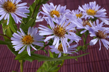 Wild asters on bamboo background