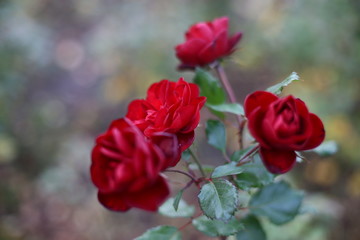 red rose in garden