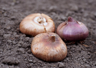 Gladiolus bulbs warm up outdoor before planting