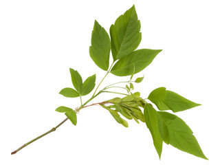 Young spring maple branch isolated on white. 