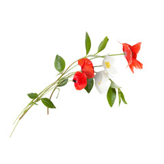 Bouquet with red poppies and white anemones isolated on white