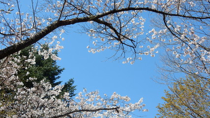 桜