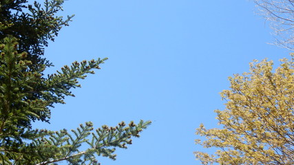 Obraz premium 若葉